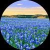 purplefields